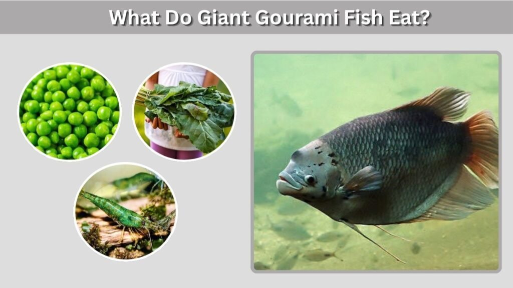 What Do Giant Gourami Fish Eat?
