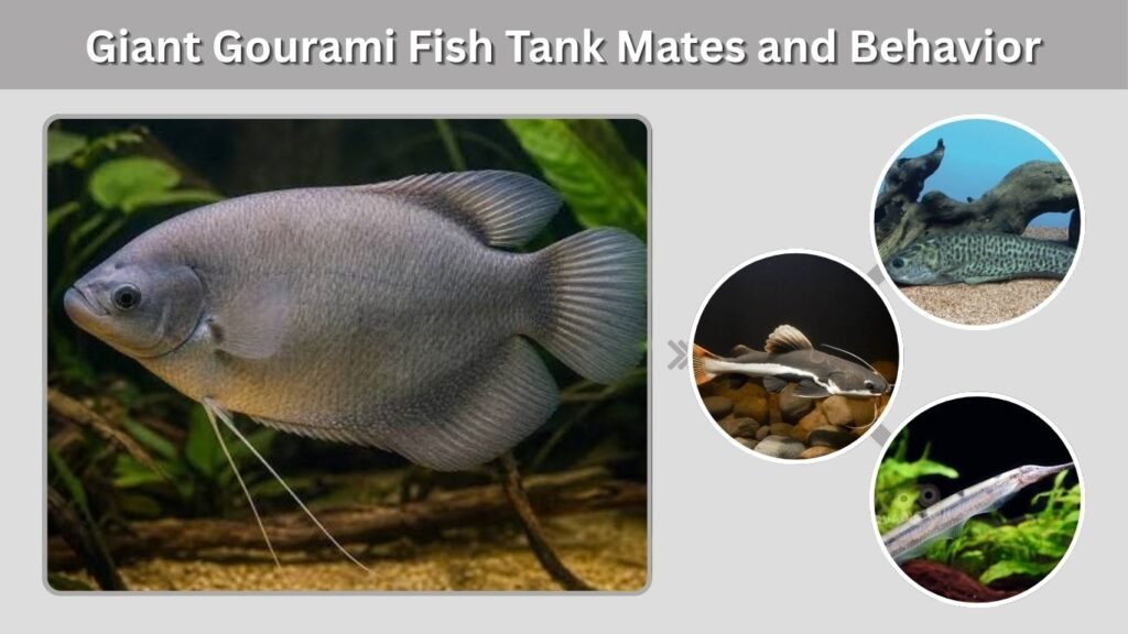 Giant Gourami Fish Tank Mates and Behavior