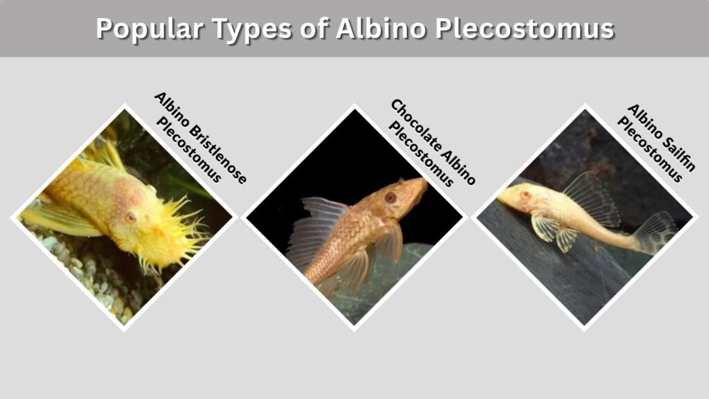 Popular Types of Albino Plecostomus