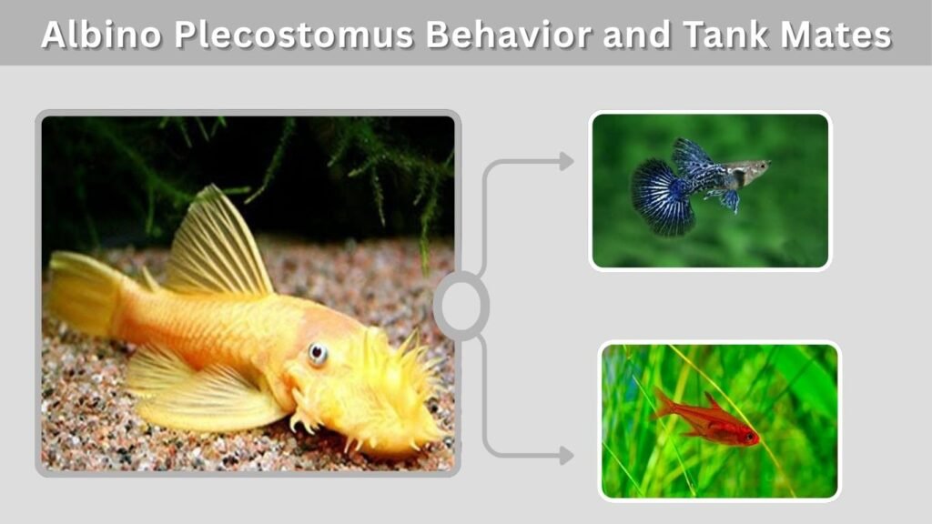 Albino Plecostomus Behavior and Tank Mates
