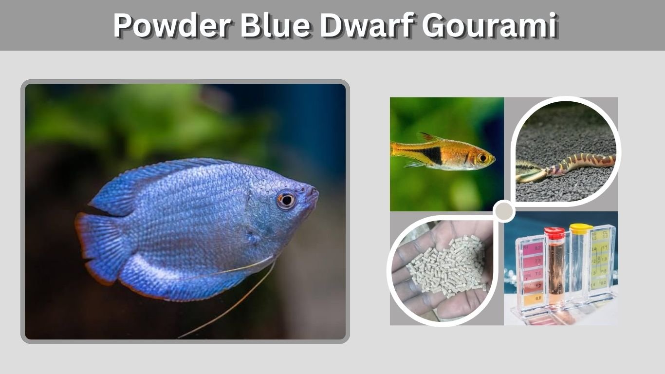 Powder Blue Dwarf Gourami: Care, Size & Tank Mates