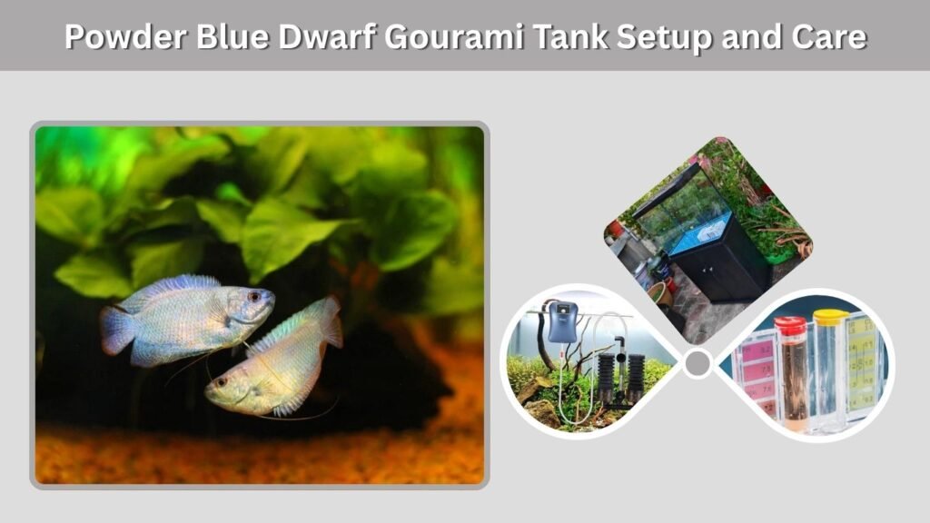 Powder Blue Dwarf Gourami Tank Setup and Care