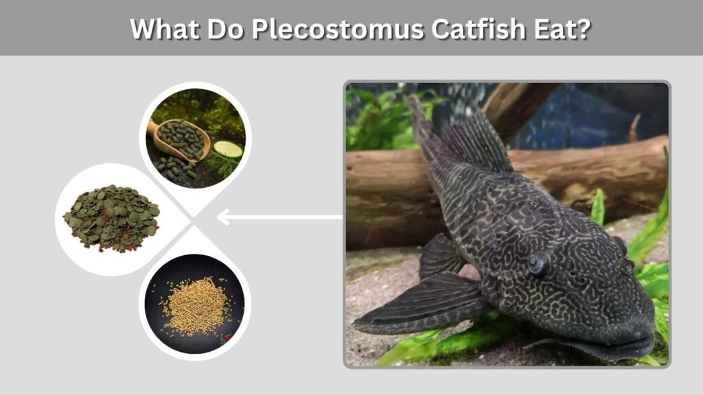 What Do Plecostomus Catfish Eat?