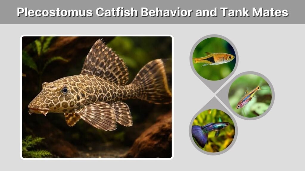Plecostomus Catfish Behavior and Tank Mates