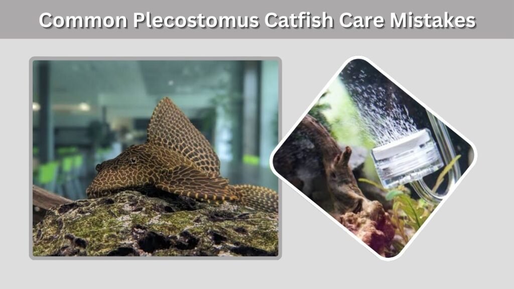Common Plecostomus Catfish Care Mistakes