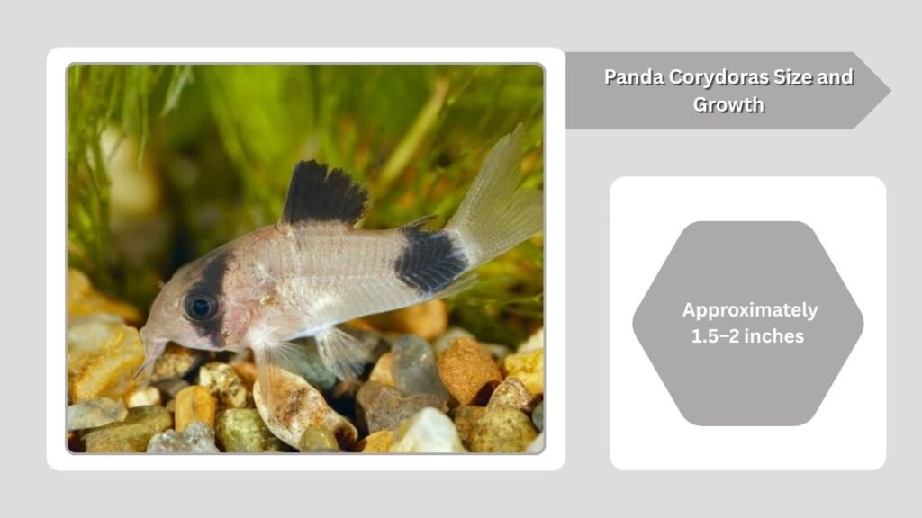 Panda Corydoras Size and Growth