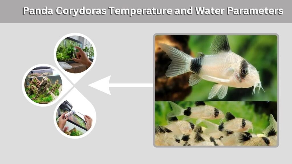 Panda Corydoras Temperature and Water Parameters