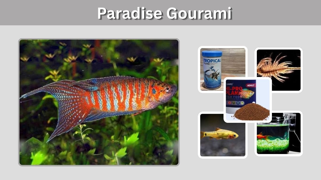 Paradise Gourami: Care, Size, Colors, Tank Mates & Lifespan