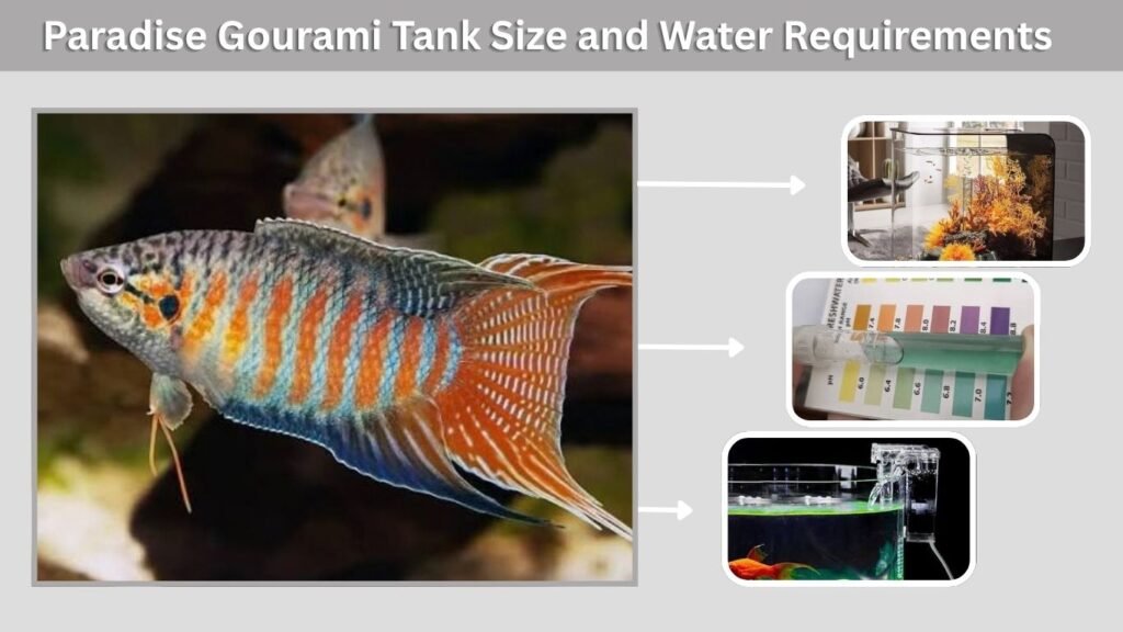 Paradise Gourami Tank Size and Water Requirements