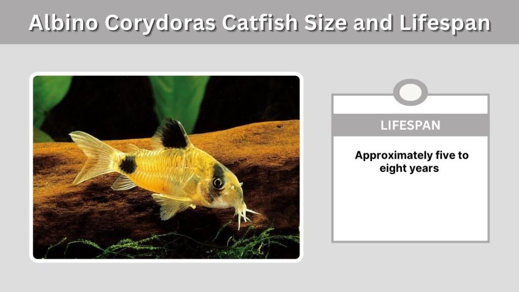 Panda Corydoras Lifespan and Health