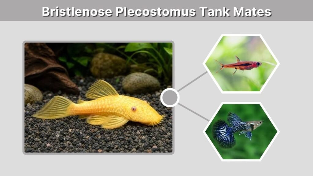 Bristlenose Plecostomus Tank Mates