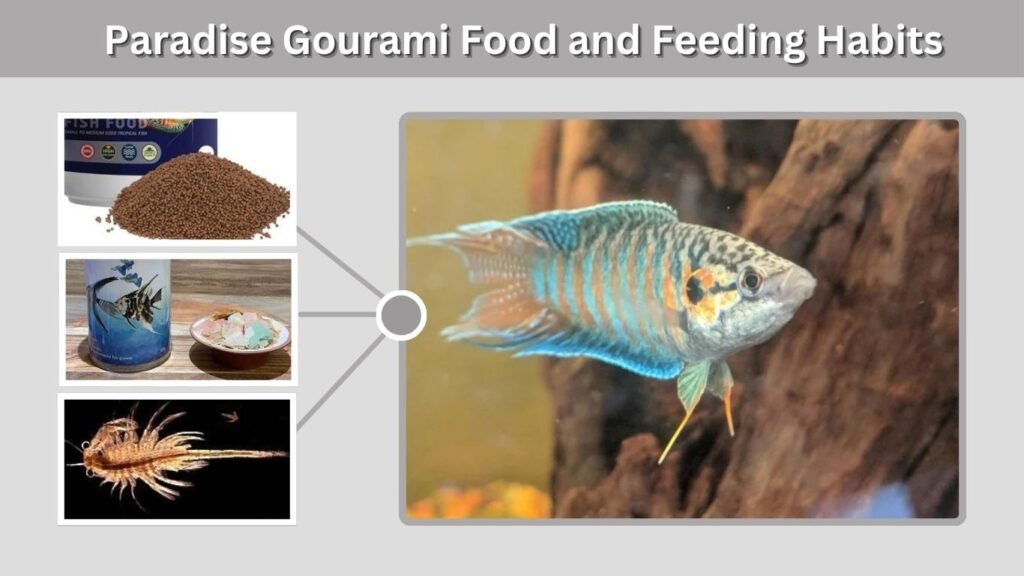 Paradise Gourami Food and Feeding Habits