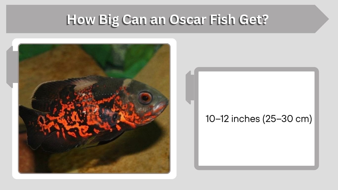 How Big Can an Oscar Fish Get? Size & Growth