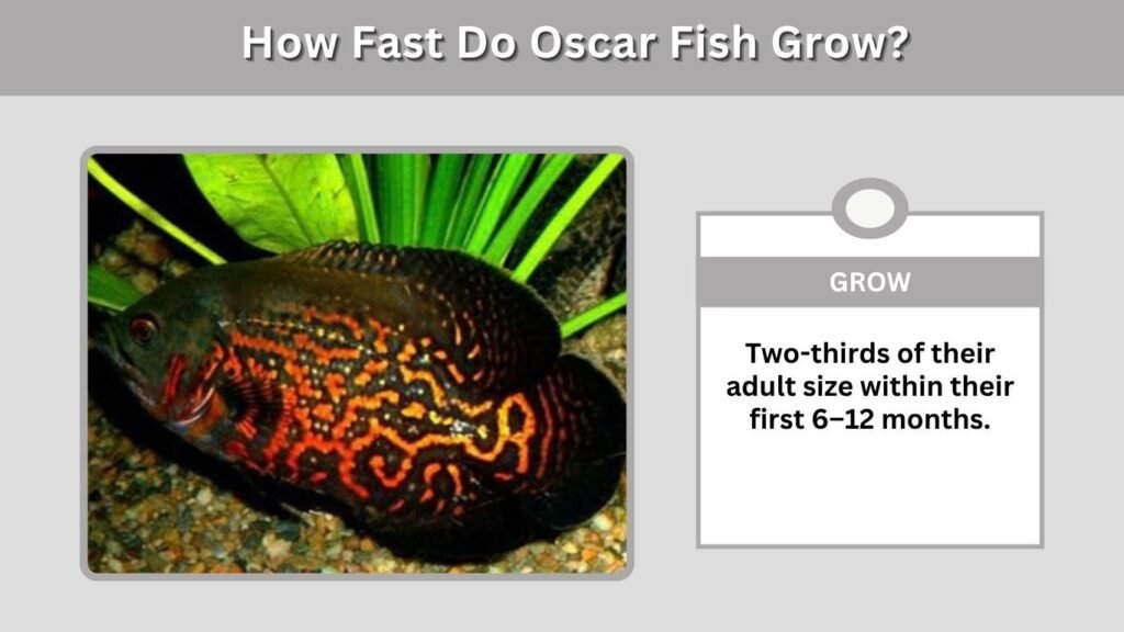 How Fast Do Oscar Fish Grow?