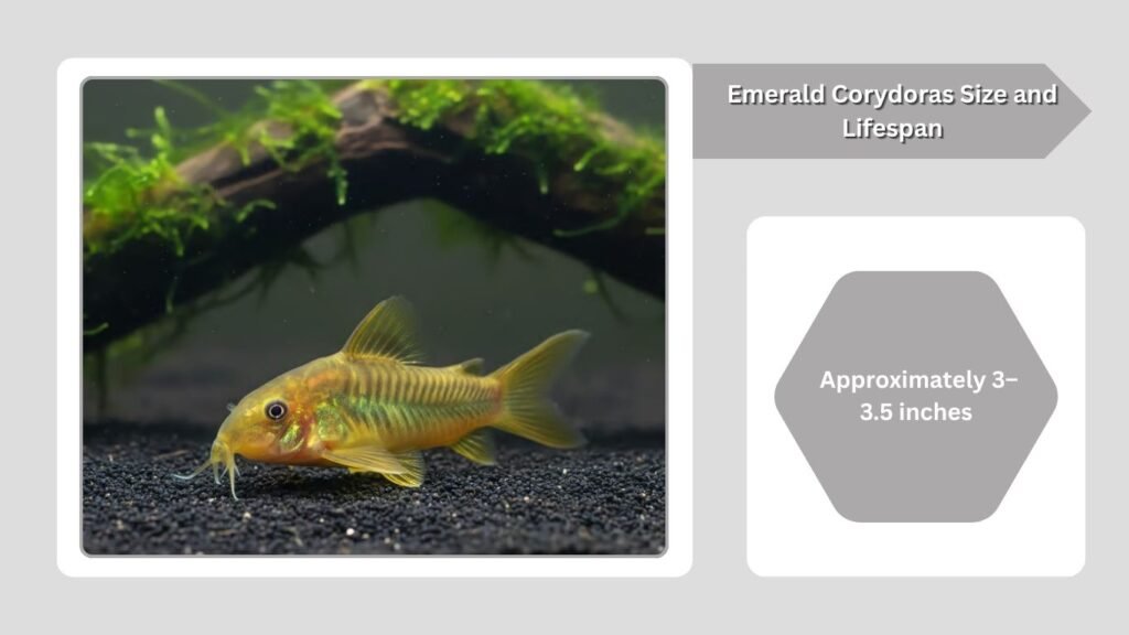 Emerald Corydoras Tank Size and Setup