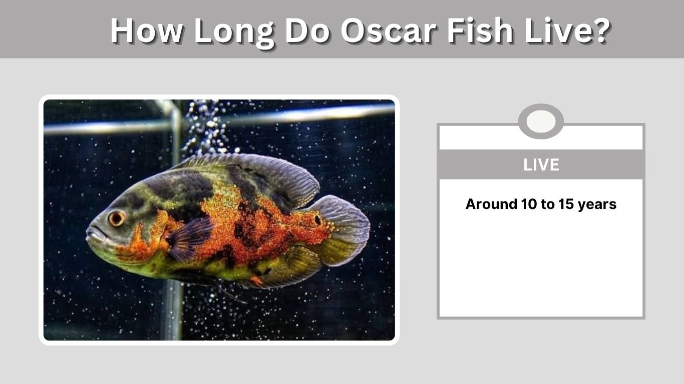 How Long Do Oscar Fish Live? Lifespan, Care & Tank Mates