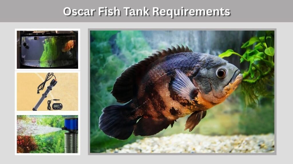Oscar Fish Tank Requirements