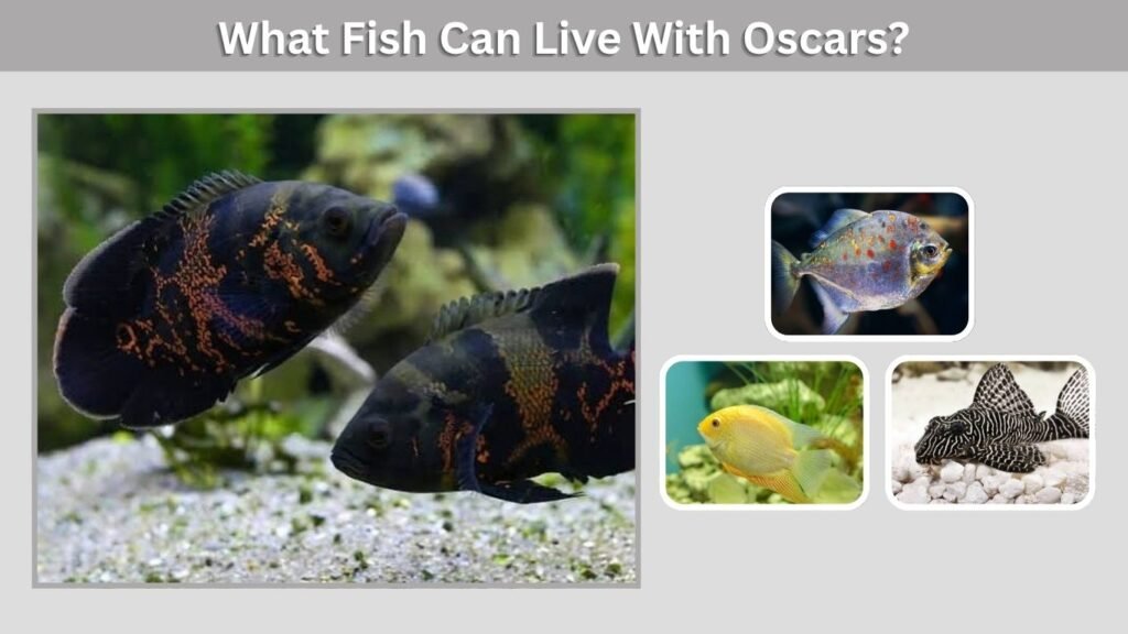 What Fish Can Live With Oscars?