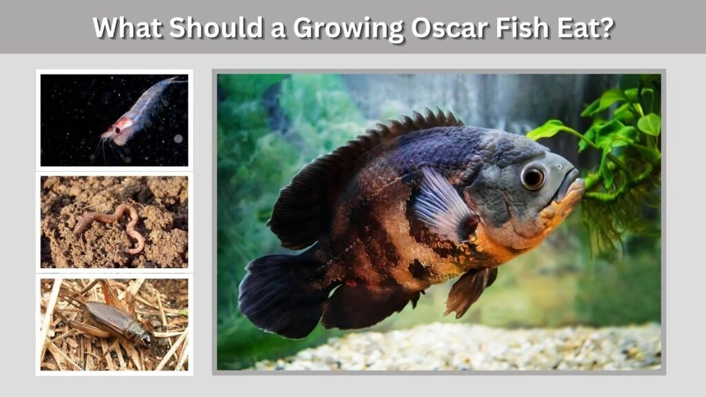 What Should a Growing Oscar Fish Eat?