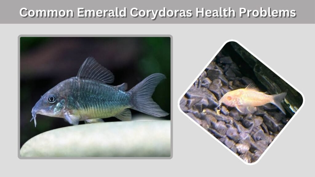 Common Emerald Corydoras Health Problems