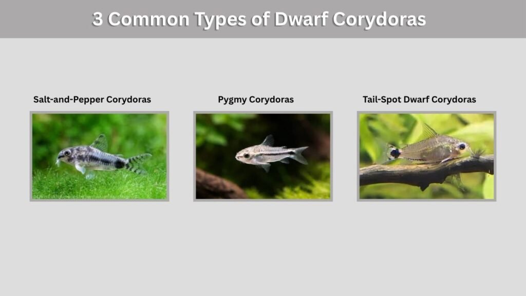 3 Common Types of Dwarf Corydoras