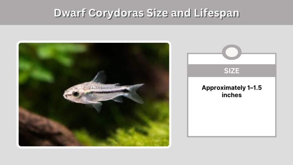 Dwarf Corydoras Size and Lifespan