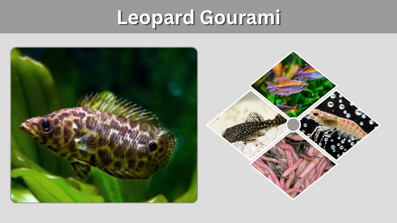 Leopard Gourami: Care, Size, Tank Mates, Diet & Breeding