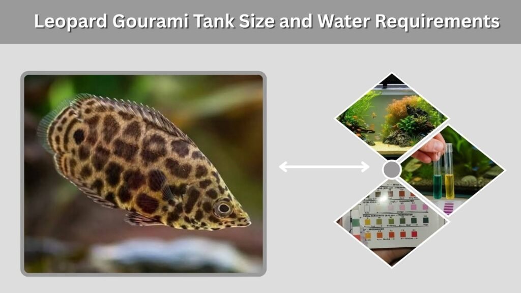 Leopard Gourami Tank Size and Water Requirements