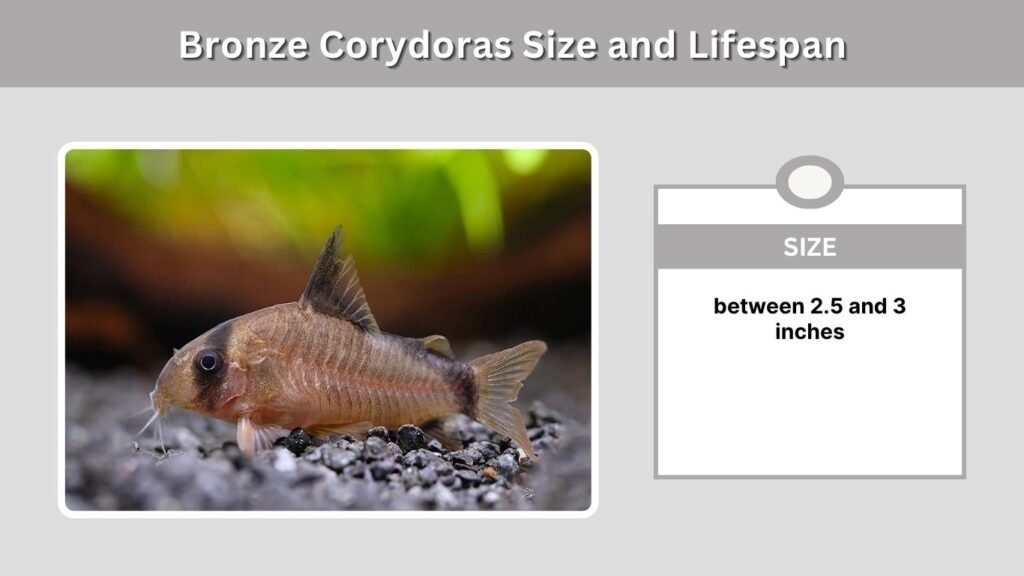 Bronze Corydoras Size and Lifespan