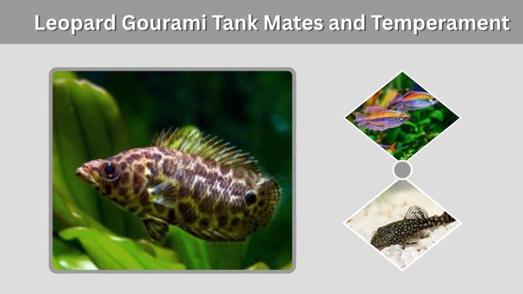 Leopard Gourami Tank Mates and Temperament