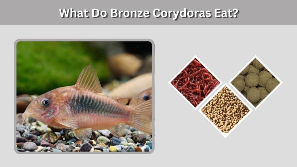 What Do Bronze Corydoras Eat?
