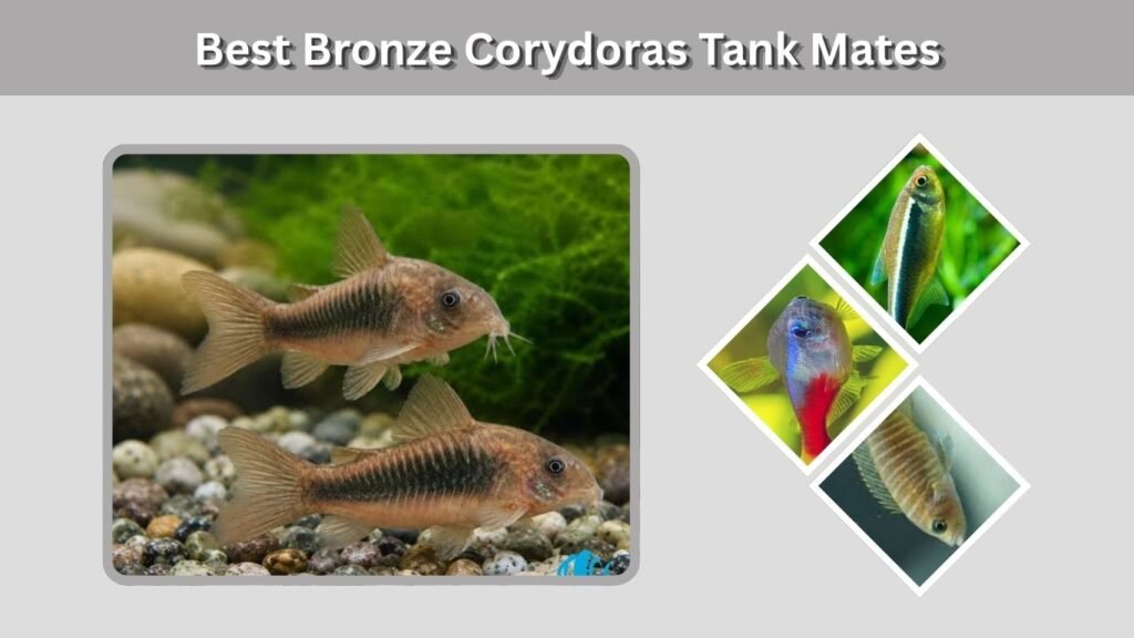 Best Bronze Corydoras Tank Mates