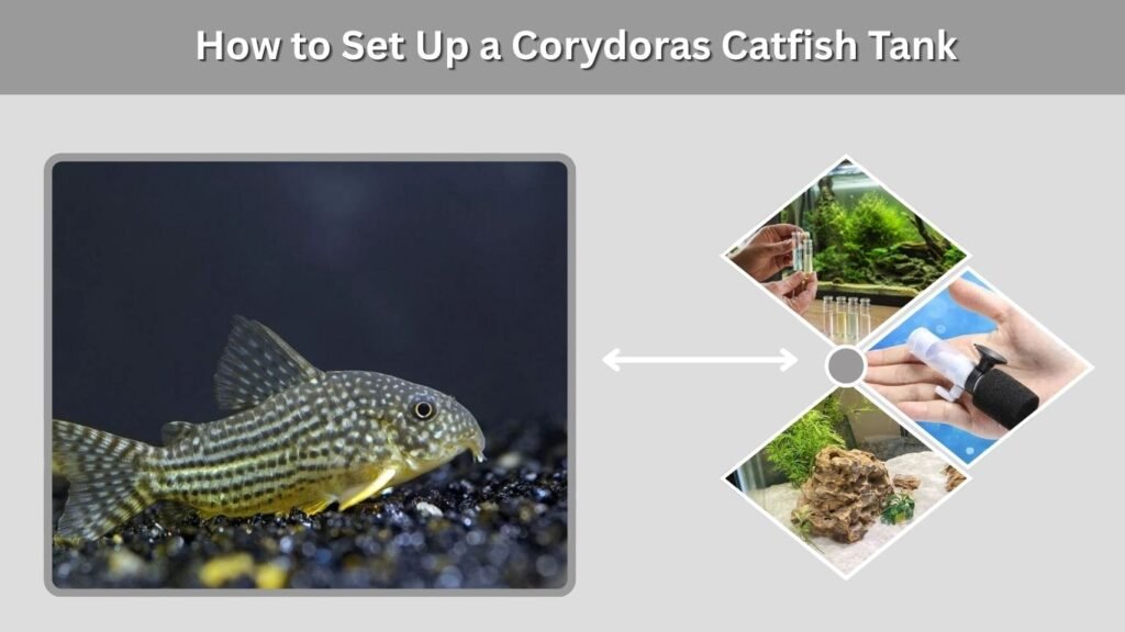 How to Set Up a Corydoras Catfish Tank