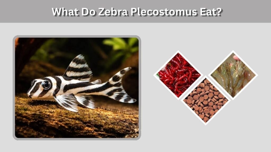 What Do Zebra Plecostomus Eat?