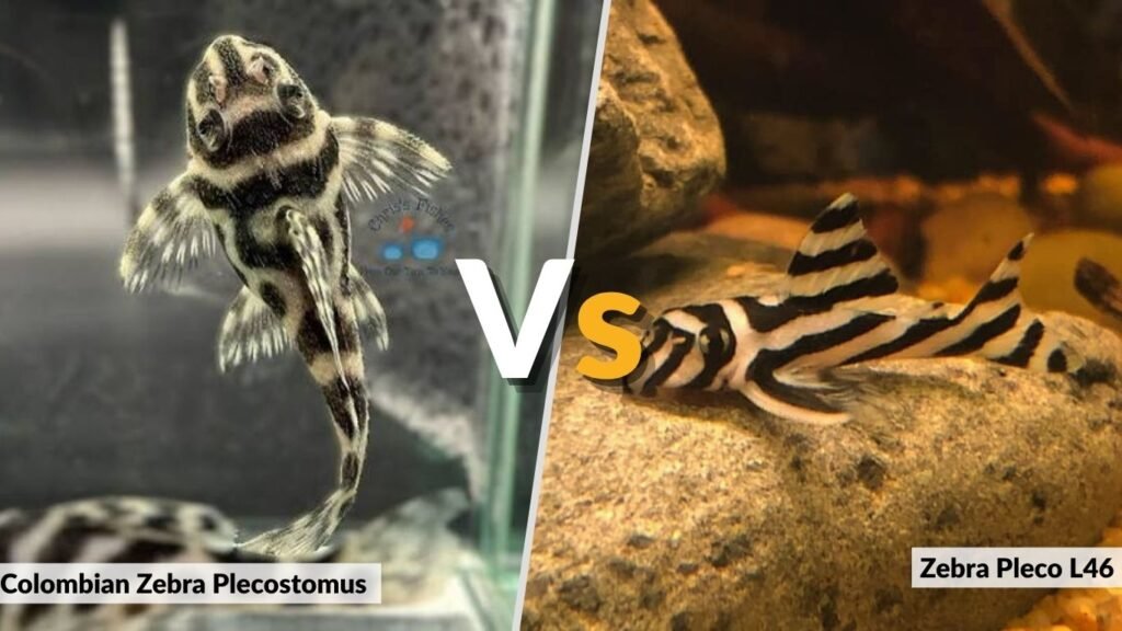 Colombian Zebra Plecostomus vs. Zebra Pleco L46