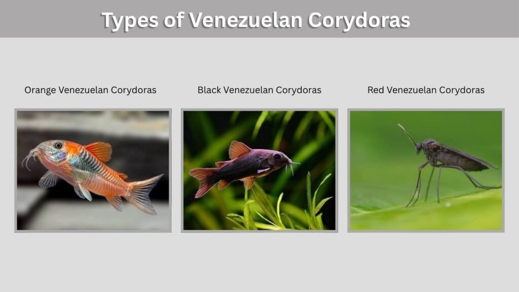 Types of Venezuelan Corydoras