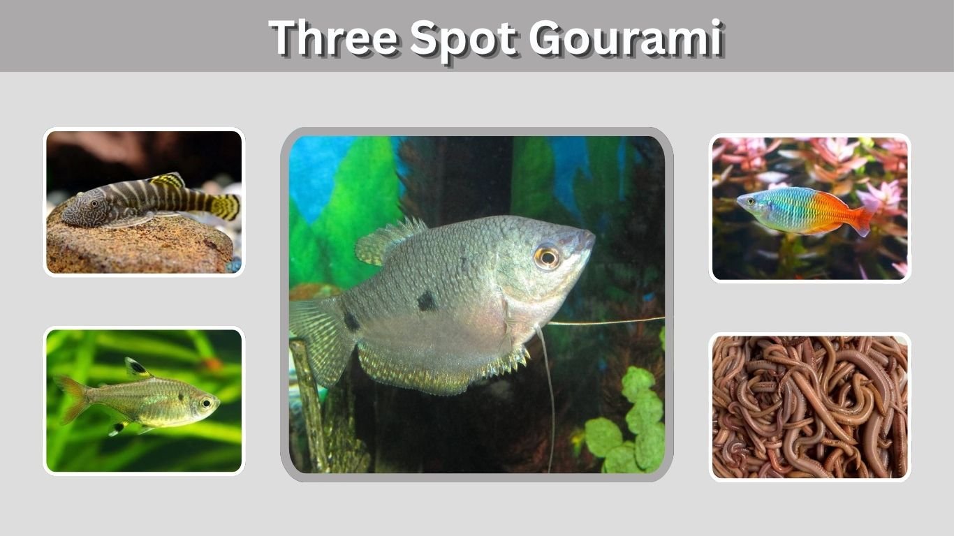 Three Spot Gourami: Size, Care, Tank Mates & Lifespan