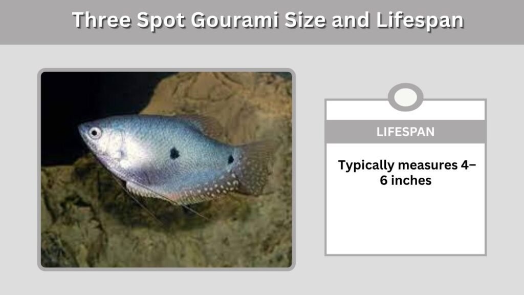 Three Spot Gourami Size and Lifespan