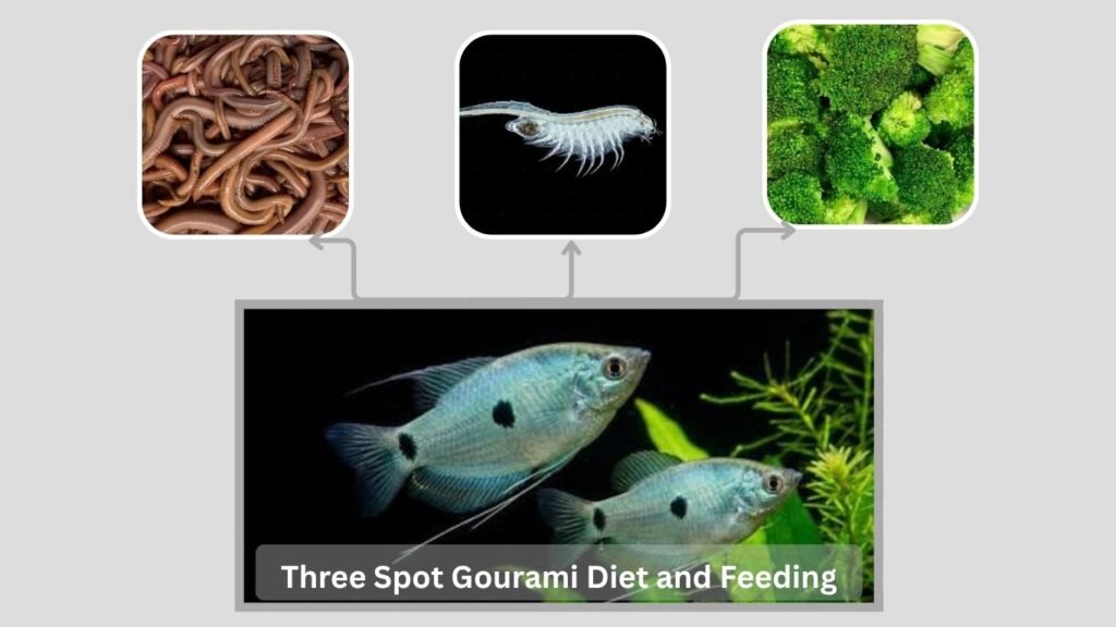 Three Spot Gourami Diet and Feeding