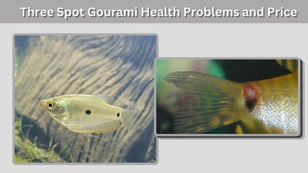 Three Spot Gourami Health Problems and Price