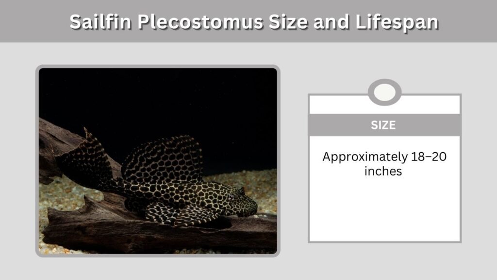 Sailfin Plecostomus Size and Lifespan