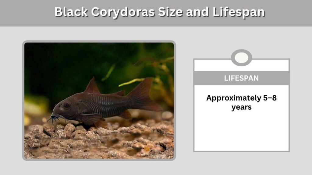 Black Corydoras Size and Lifespan