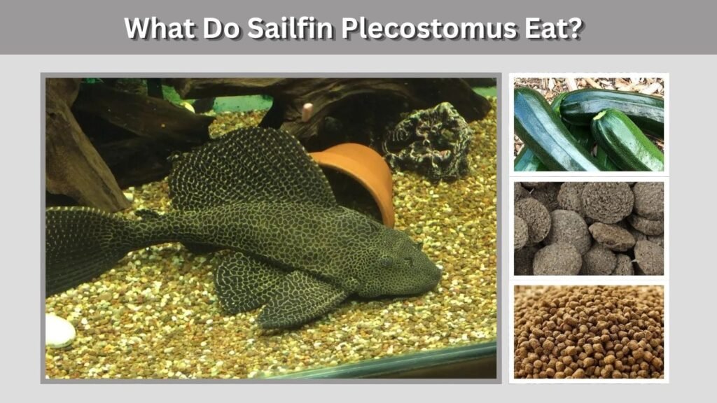 What Do Sailfin Plecostomus Eat?