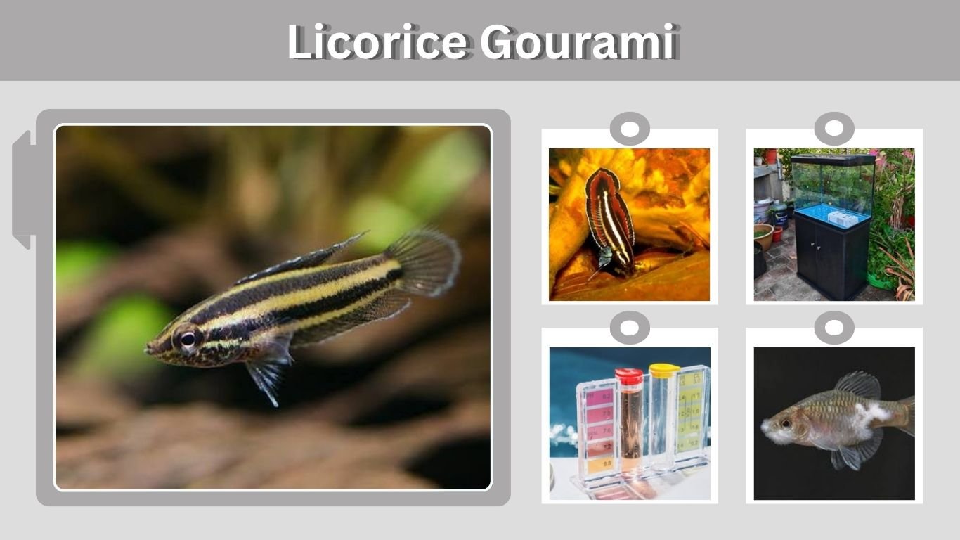 Licorice Gourami: Care, Size, Diet & Tank Mates