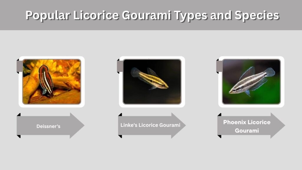Popular Licorice Gourami Types and Species
