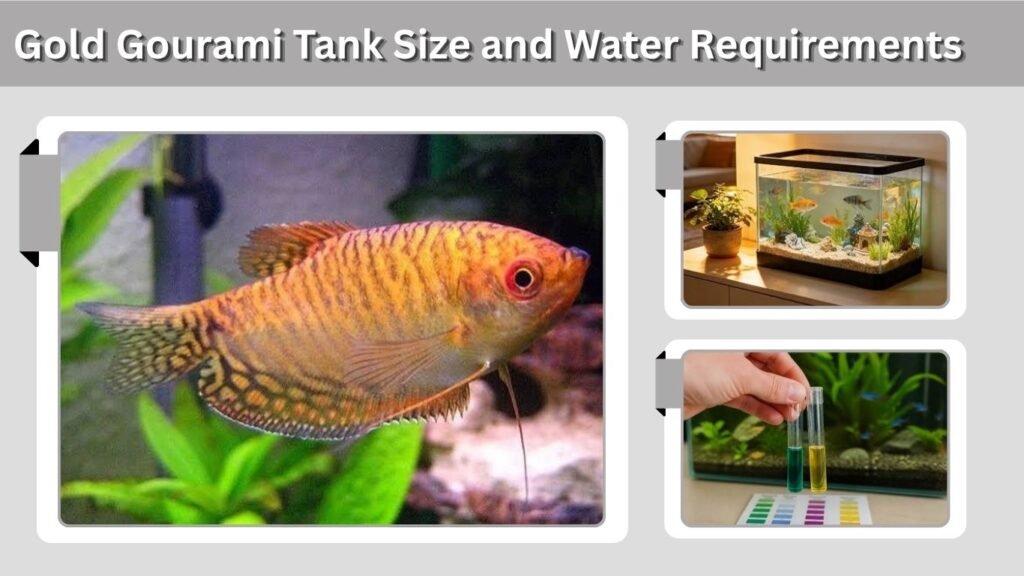 Gold Gourami Tank Size and Water Requirements