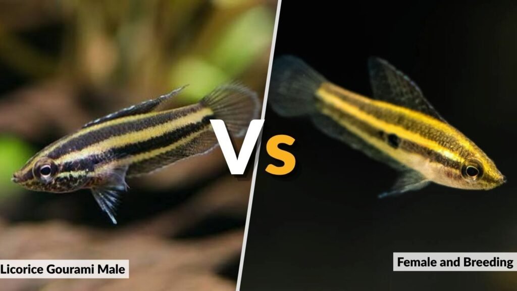 Licorice Gourami Male vs. Female and Breeding