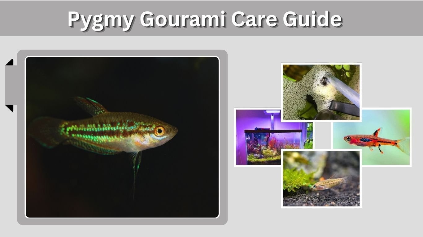 Pygmy Gourami Care Guide: Size, Diet, Tank Mates & More