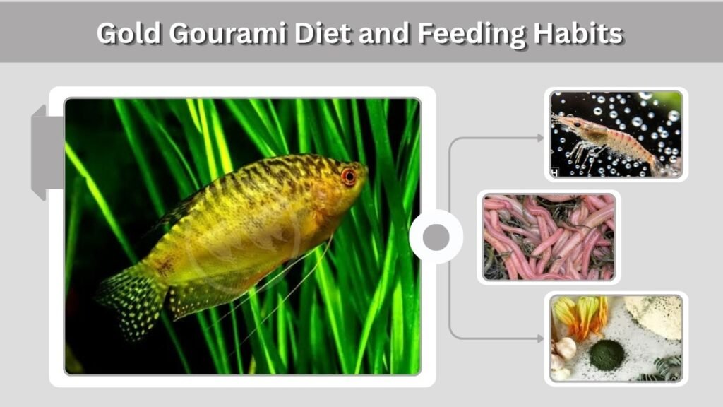 Gold Gourami Diet and Feeding Habits