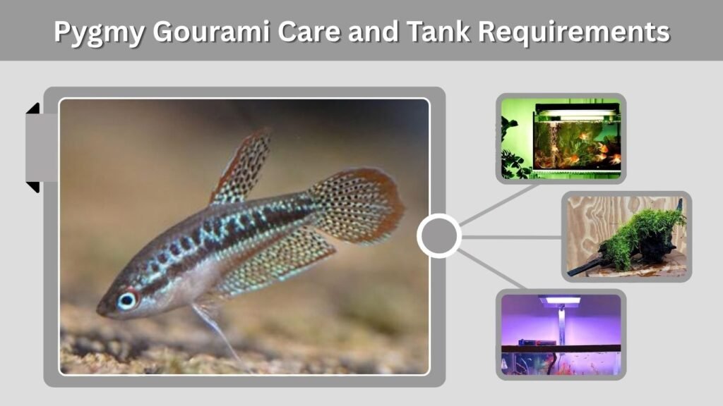 Pygmy Gourami Care and Tank Requirements